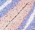 NTN4 Antibody in Immunohistochemistry (Frozen) (IHC (F))