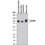 CD166 Antibody in Western Blot (WB)