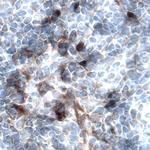 FGFBP1 Antibody in Immunohistochemistry (Frozen) (IHC (F))