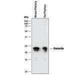 Prolactin Antibody in Western Blot (WB)