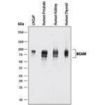 BCAM Antibody in Western Blot (WB)