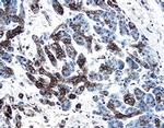 PDGF-C Antibody in Immunohistochemistry (Paraffin) (IHC (P))