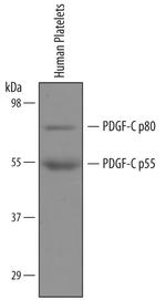 PDGF-C Antibody in Western Blot (WB)