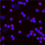 CD275 (B7-H2) Antibody in Immunocytochemistry (ICC/IF)