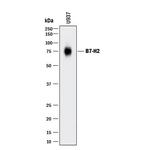 CD275 (B7-H2) Antibody in Western Blot (WB)