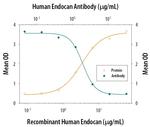 Endocan Antibody in Neutralization (Neu)