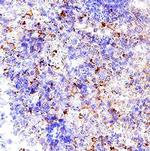 Granzyme B Antibody in Immunohistochemistry (Paraffin) (IHC (P))