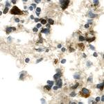 FGFR5 Antibody in Immunohistochemistry (Frozen) (IHC (F))