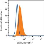 BCMA Antibody in Flow Cytometry (Flow)