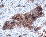 Kallikrein 6 Antibody in Immunohistochemistry (Paraffin) (IHC (P))