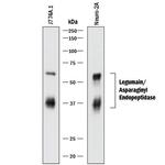 LGMN Antibody in Western Blot (WB)