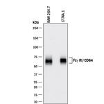 CD64 Antibody in Western Blot (WB)