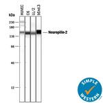 Neuropilin 2 Antibody in Western Blot (WB)