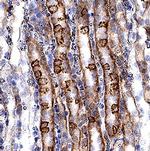 VLDLR Antibody in Immunohistochemistry (Frozen) (IHC (F))