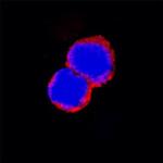 CD22 Antibody in Immunocytochemistry (ICC/IF)