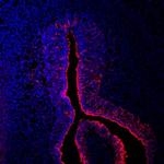 hCV-2 Antibody in Immunohistochemistry (Frozen) (IHC (F))