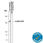 IL-18 Antibody in Western Blot (WB)