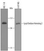 LOXL2 Antibody in Western Blot (WB)