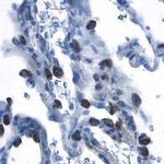 beta-2 Defensin Antibody in Immunohistochemistry (Paraffin) (IHC (P))