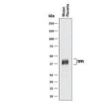 TFPI Antibody in Western Blot (WB)