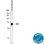 TFPI Antibody in Western Blot (WB)