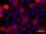 H-cadherin Antibody in Immunocytochemistry (ICC/IF)