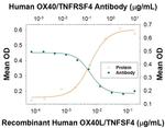 OX40 Antibody in Neutralization (Neu)