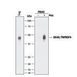 OX40 Antibody in Western Blot (WB)