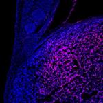 Carboxypeptidase E Antibody in Immunohistochemistry (Frozen) (IHC (F))