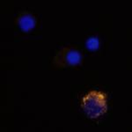 MIP-3 alpha Antibody in Immunocytochemistry (ICC/IF)