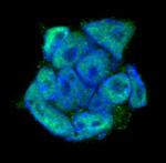 DPPA4 Antibody in Immunocytochemistry (ICC/IF)