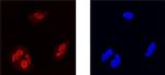 MAFF Antibody in Immunocytochemistry (ICC/IF)