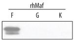 MAFF Antibody in Western Blot (WB)