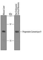 PCSK9 Antibody in Western Blot (WB)