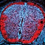 PLXNA3 Antibody in Immunohistochemistry (Frozen) (IHC (F))