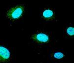 GSC Antibody in Immunocytochemistry (ICC/IF)