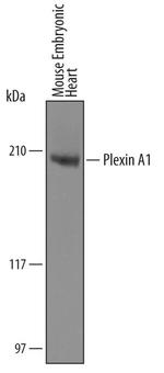 Plexin-A1 Antibody in Western Blot (WB)