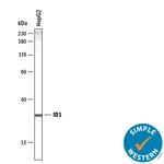 ID1 Antibody in Western Blot (WB)