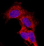 CDO Antibody in Immunocytochemistry (ICC/IF)