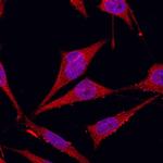 Glypican 1 Antibody in Flow Cytometry (Flow)