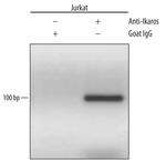 IKAROS Antibody in ChIP Assay (ChIP)