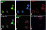 IKAROS Antibody in Immunocytochemistry (ICC/IF)