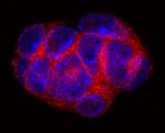 5T4 Antibody in Immunocytochemistry (ICC/IF)