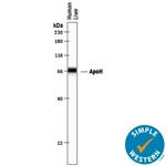 Apolipoprotein H Antibody in Western Blot (WB)