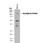 NLGN4X Antibody in Western Blot (WB)