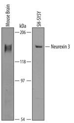 NRXN3 Antibody in Western Blot (WB)