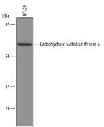 CHST5 Antibody in Western Blot (WB)