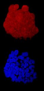 FOLR2 Antibody in Immunocytochemistry (ICC/IF)