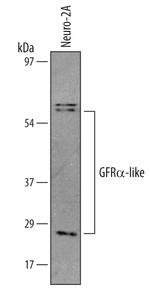 GFRAL Antibody in Western Blot (WB)