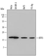 BTF3 Antibody in Western Blot (WB)